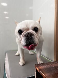 まるちゃんのトリミング写真