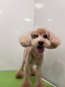みるくちゃんのトリミング写真