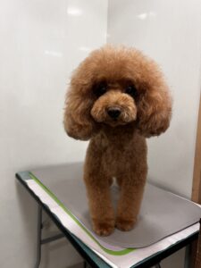 むぎちゃんのトリミング写真