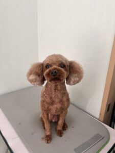 メイちゃんのトリミング写真