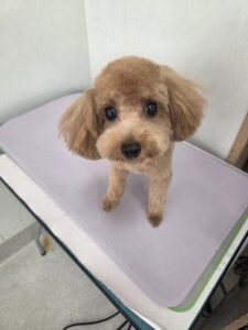 メイちゃんのトリミング写真