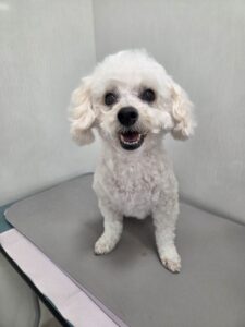 メルちゃんのトリミング写真