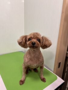 モカくんのトリミング写真