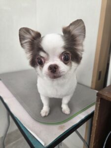 もかちゃんのトリミング写真