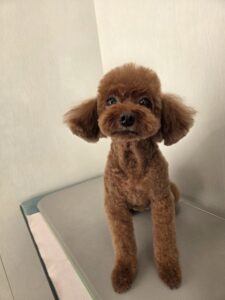 10月8日のわんこたちの写真