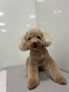 もなかちゃんのトリミング写真