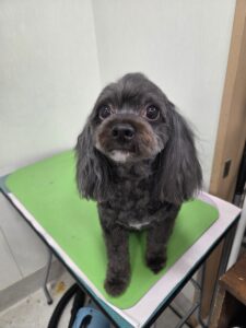 モナちゃんのトリミング写真