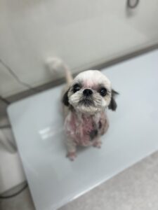 ゆめちゃんのトリミング写真