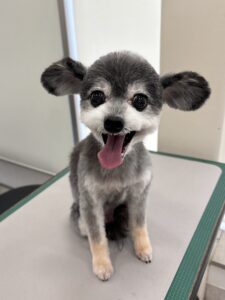 ララちゃんのトリミング写真