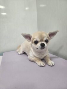 りおちゃんのトリミング写真