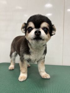 りなちゃんのトリミング写真