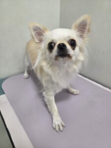 琳(りん)ちゃんのトリミング写真