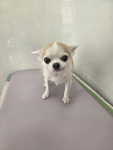 るるちゃんのトリミング写真