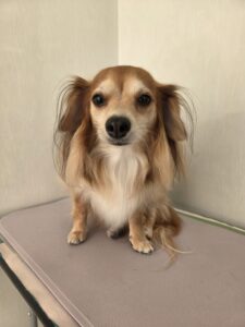 レンくんのトリミング写真