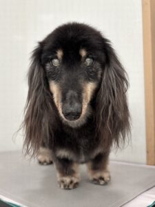 蓮くんのトリミング写真