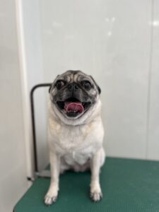 エマちゃんのトリミング写真