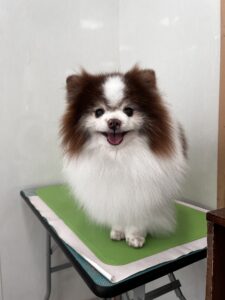 ココアちゃんのトリミング写真