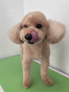 10月24日のわんこたちの写真