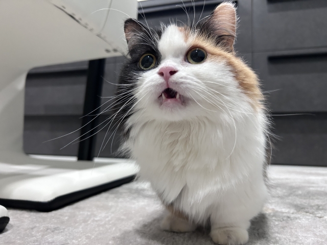 わんちゃん・ねこちゃんの能力図鑑 ～鼻編～の画像