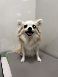 cinnamon(シナモン)ちゃんのトリミング写真