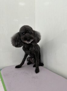 ショコラちゃんのトリミング写真