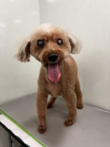 ショコラちゃんのトリミング写真