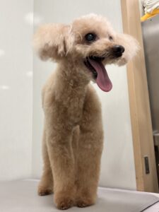 チャオくんのトリミング写真