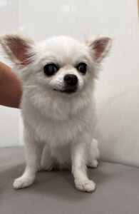 ナナのトリミング写真