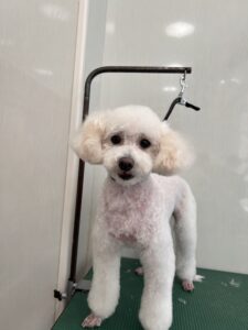 ハッピーちゃんのトリミング写真