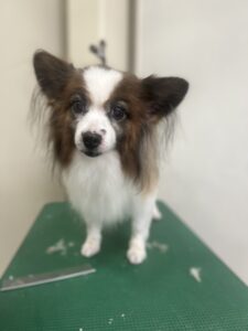 ピノちゃんのトリミング写真