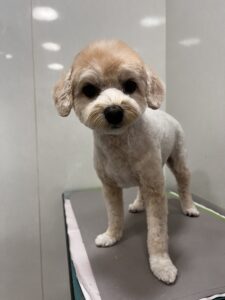 ベルちゃんのトリミング写真