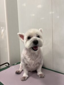 ミルくんのトリミング写真