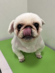 ミルキーちゃんのトリミング写真