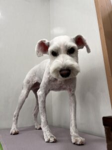 ラテくんのトリミング写真
