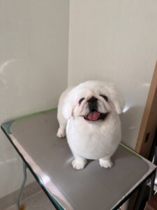 らふぁちゃんのトリミング写真