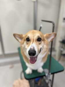 ラルフくんのトリミング写真