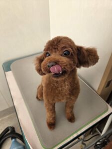 リオンくんのトリミング写真