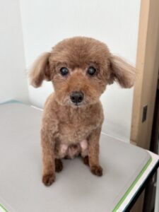 リヨンちゃんのトリミング写真