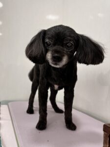 10月4日のわんこたちの写真