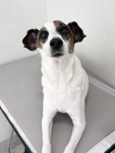 レオンくんのトリミング写真