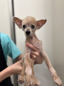 ロコモコくんのトリミング写真