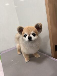 ロミくんのトリミング写真