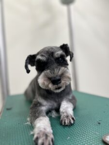 ヴォルくんのトリミング写真