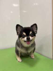小梅(こうめ)ちゃんのトリミング写真
