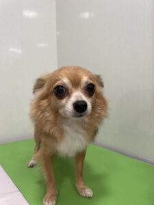 胡桃(くるみ)ちゃんのトリミング写真