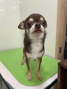 柚餅子(ゆべし)くんのトリミング写真