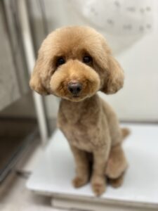 海(うみ)ちゃんのトリミング写真