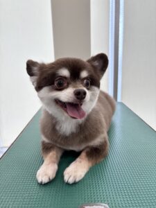 琥珀(こはく)くんのトリミング写真