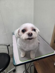 ライくんのトリミング写真