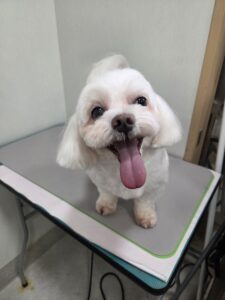 ハルくんのトリミング写真